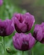 image 2 of Poppy Hungarian Blue Bread Seed Hardy Annual Flower Seeds Easy Grow Ornamental Culinary Edible 1x Seed Packet