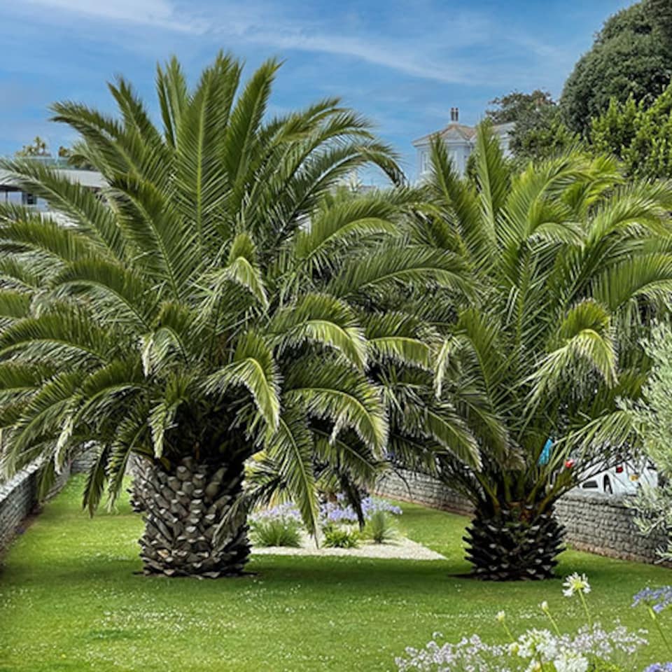 image 1 of YouGarden Phoenix Palm Tree, Established 55-75cm Tall Tree in a 14cm Pot