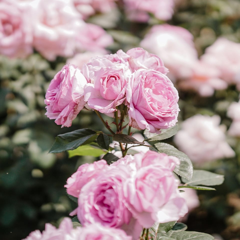 image 1 of Rose, Tree & Shrub Compost with 9 Month Feed - 65L - Water Less Formula - Enriched Compost for Strong Roots & Healthy Growth