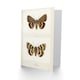 image 2 of Sherman Denton Art Card Darling Underwing Moth Illustration