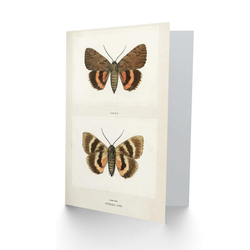 image 1 of Sherman Denton Art Card Darling Underwing Moth Illustration