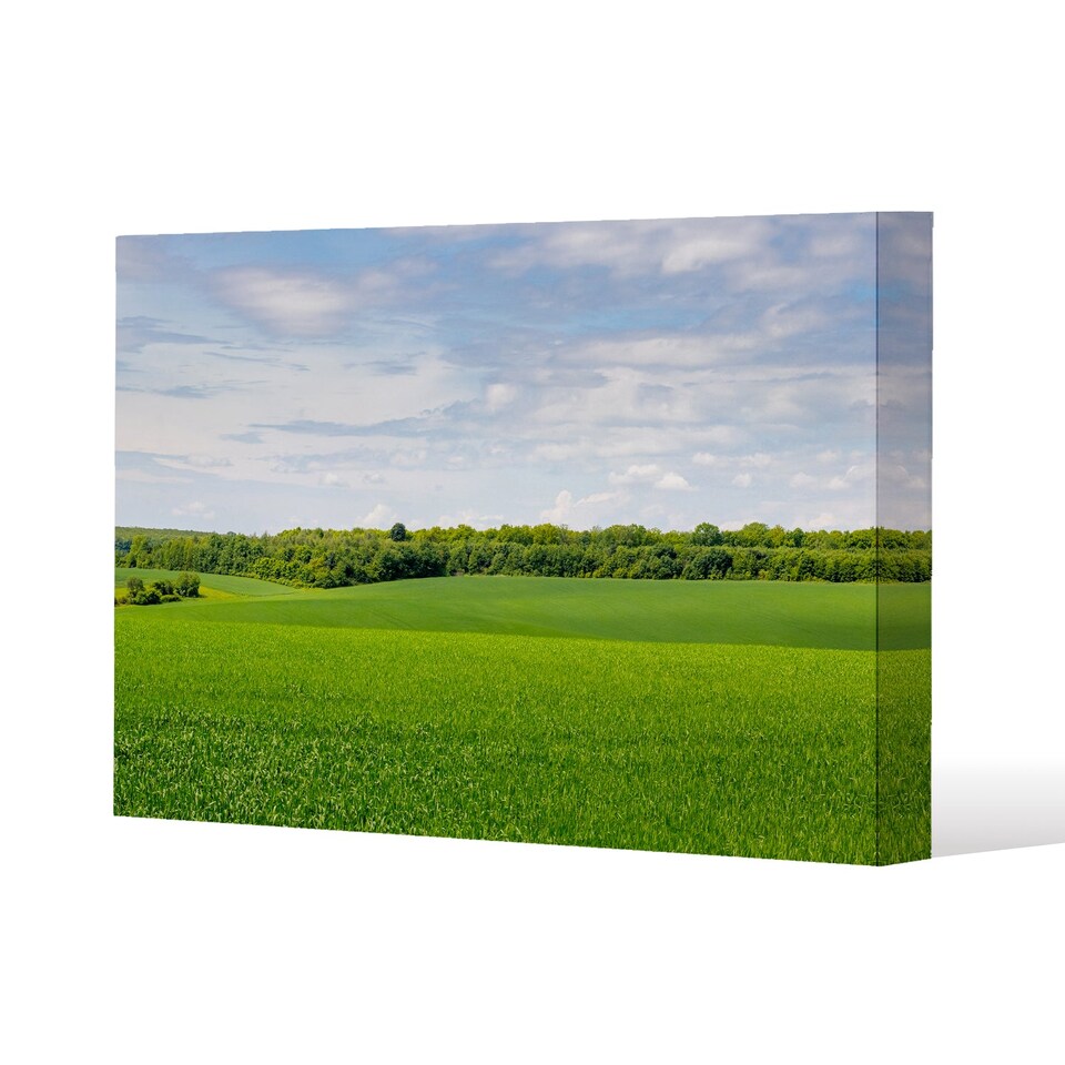 Summer landscape with hilly green field and forest in the distance (Canvas Print) / 101 x 77 x 4cm | Multi