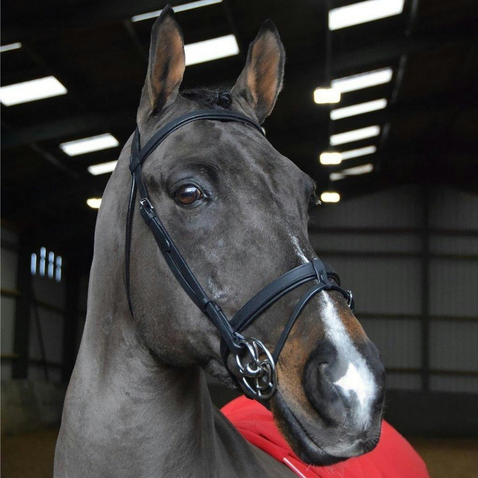 Whitaker Ready To Ride Leather Horse Snaffle Bridle - Black - X Full