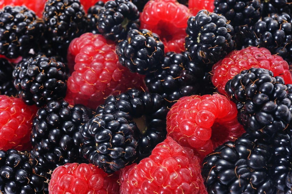 image 1 of 3x Evergreen Navaho Thornless Blackberry Fruit Plants in 2/3 Litre Pots By Direct Plants