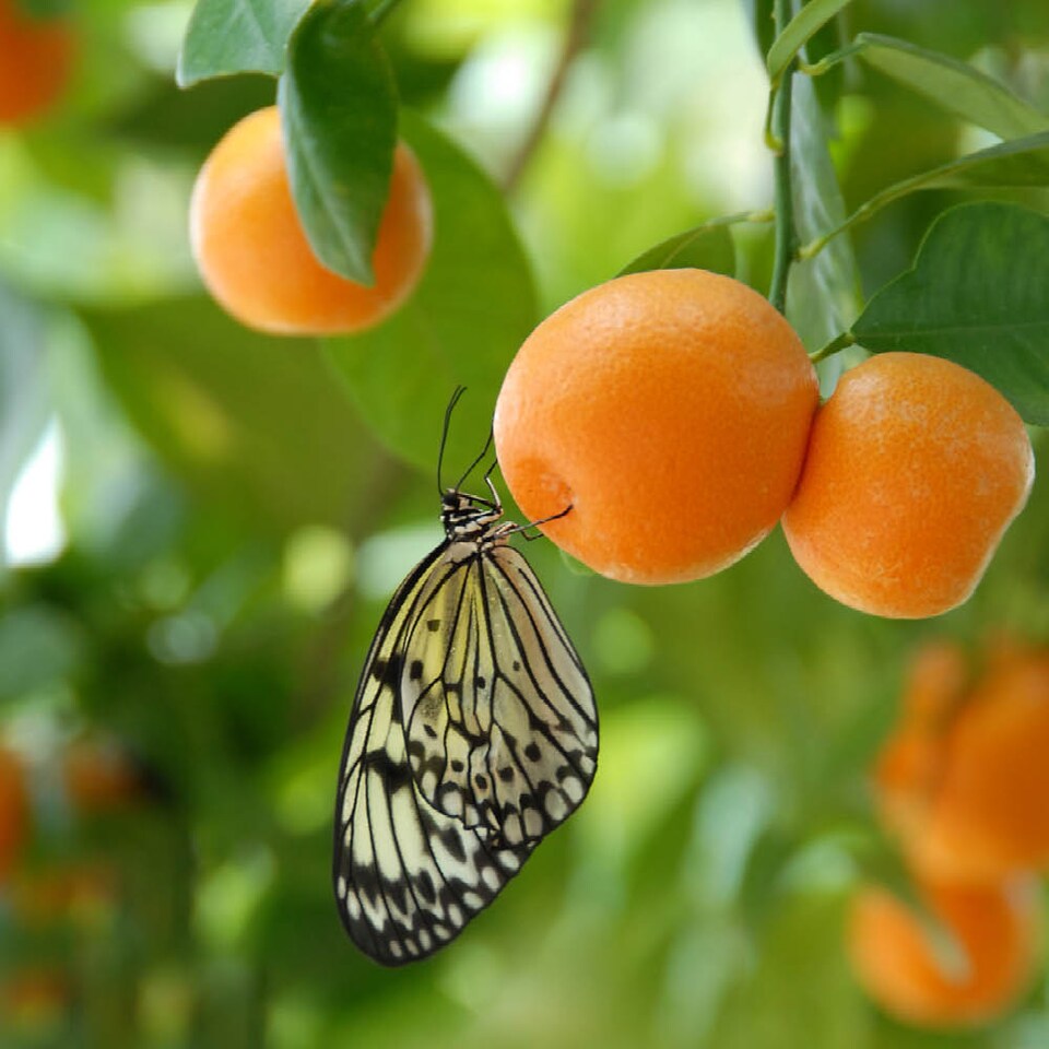 image 1 of YouGarden Citrus Fruit Collection, with Orange, Lemon and Lime Trees, Established Plants in 9cm Pots, Supplied 20-30cm Tall