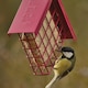 image 2 of Suet To Go Berry Suet Block Wild Bird Treat, 10 x 300 g,Packaging may vary