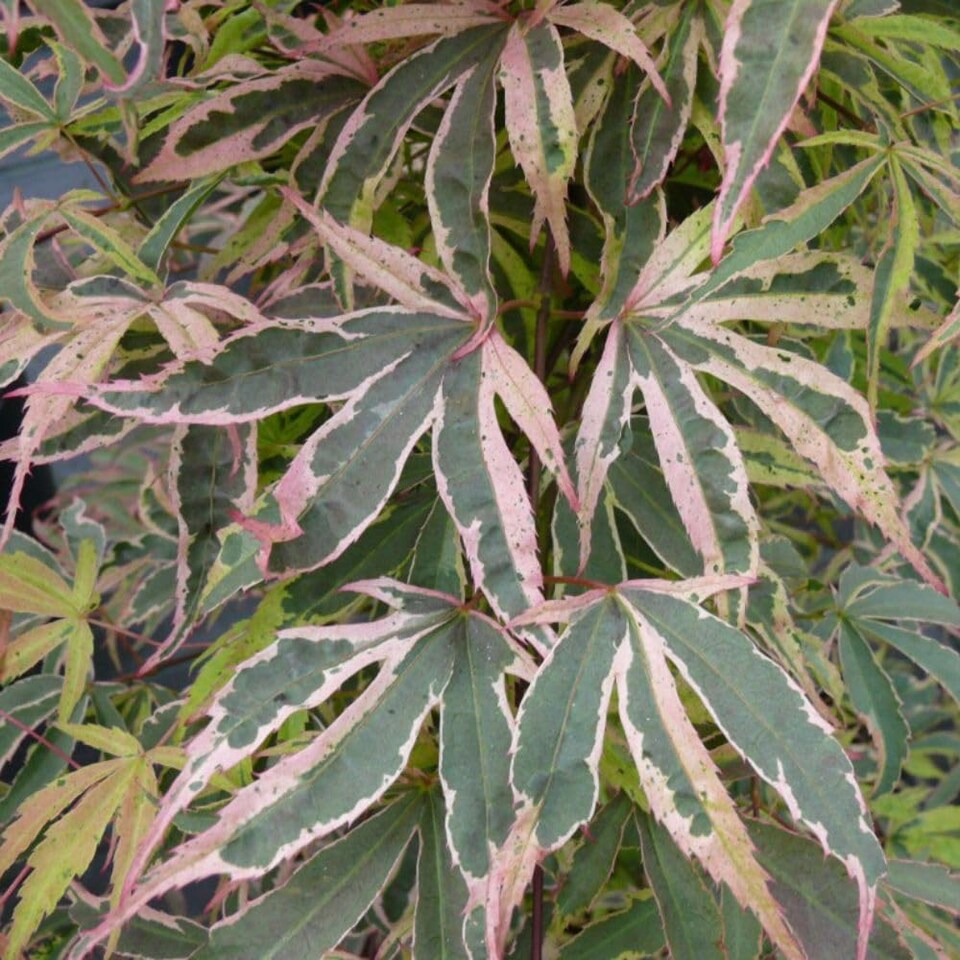 Acer palmatum Shirazz 3 Litre Pot x 1
