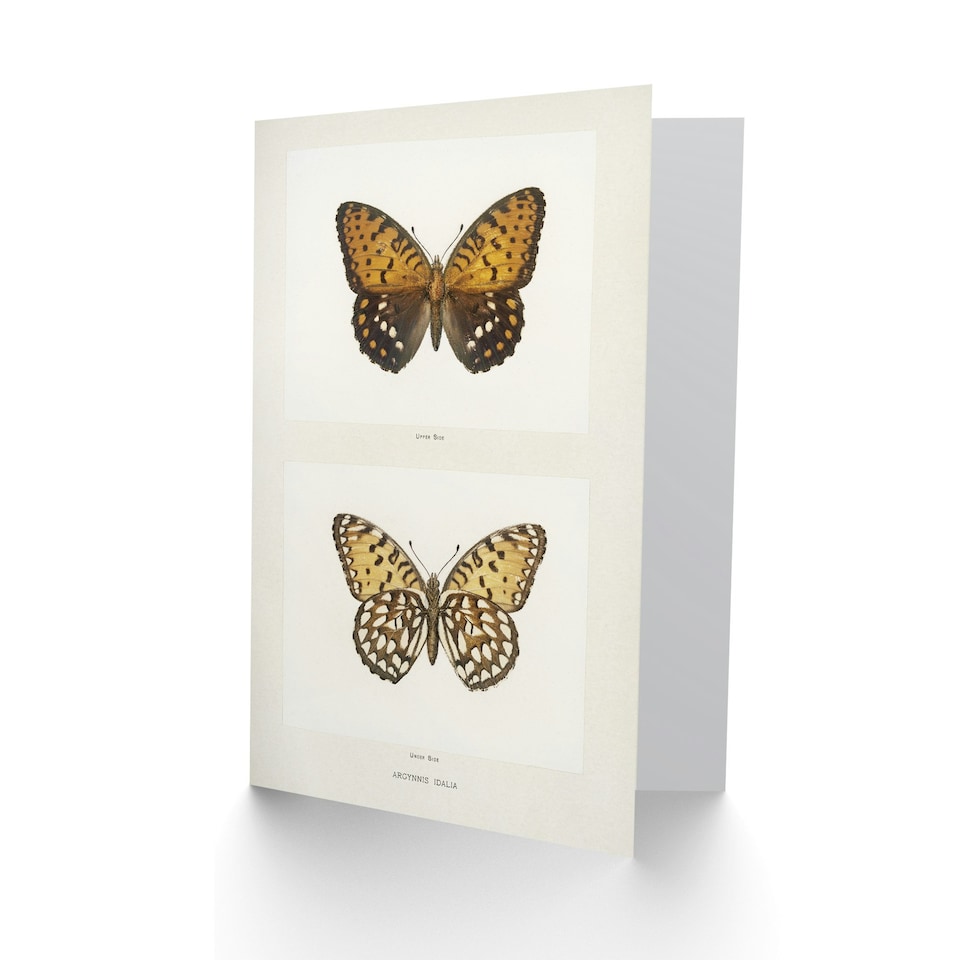 image 1 of Sherman Denton Art Card Regal Fritillary Butterfly