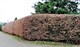 image 3 of 25x Green Beech Fagus Sylvatica Hedging Trees in Pots By Direct Plants