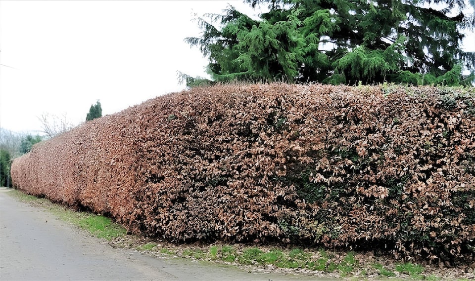 image 1 of 25x Green Beech Fagus Sylvatica Hedging Trees in Pots By Direct Plants