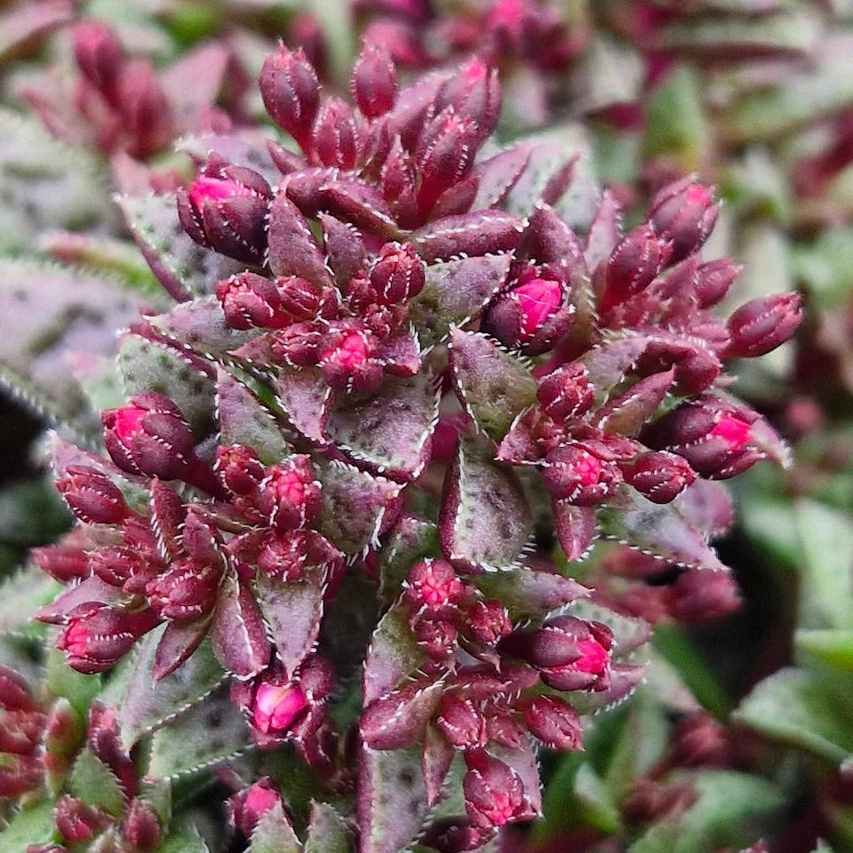 image 1 of Marshalls Garden Crassula 'Starlights Ruby' 3 plug plants