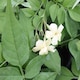 image 1 of Marshalls Garden Jasmine 'Clotted Cream' - 3 x 9cm Potted Climbers