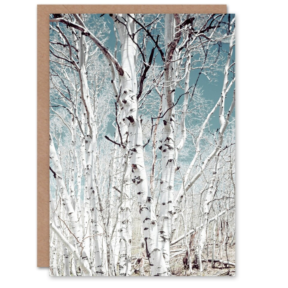 image 1 of Carol M Highsmith Art Card Birch Trees in Utah Photograph