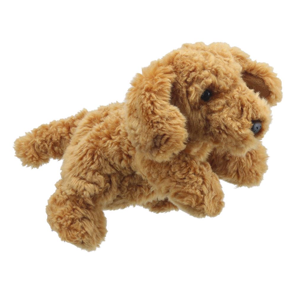 Cockapoo - Full-Bodied