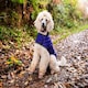 image 5 of Henry Wag Quilted Dog Jacket