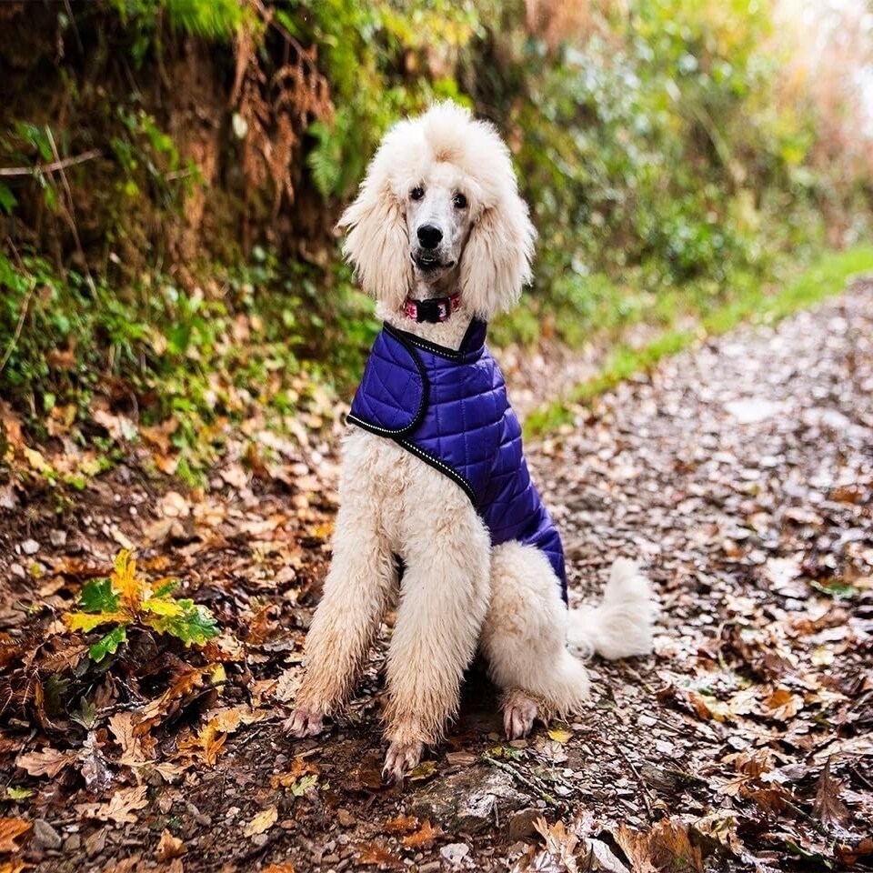 image 1 of Henry Wag Quilted Dog Jacket