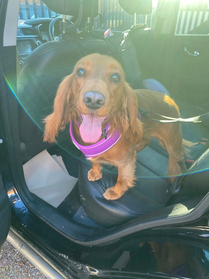 image 1 of HugglePets Dog Travel Seat Belt | Black