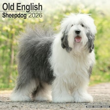 Old English Sheepdog 2026 Calendar | Square Wall Calendar | Dog Breed Gift | Plastic Free Packaging | by Avonside Publishing