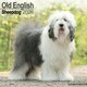 image 1 of Old English Sheepdog 2026 Calendar | Square Wall Calendar | Dog Breed Gift | Plastic Free Packaging | by Avonside Publishing