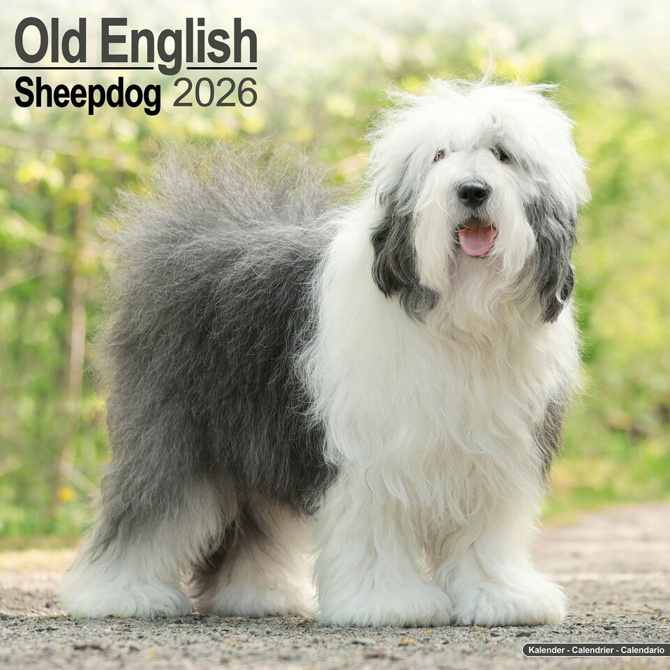 image 1 of Old English Sheepdog 2026 Calendar | Square Wall Calendar | Dog Breed Gift | Plastic Free Packaging | by Avonside Publishing