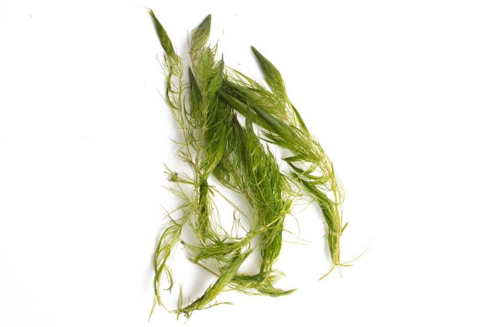 image 1 of Hornwort (Ceratophyllum demersum) - Live Aquarium Plant for Background Planting, Low Light, No CO2 Needed - Fish Tank Plant