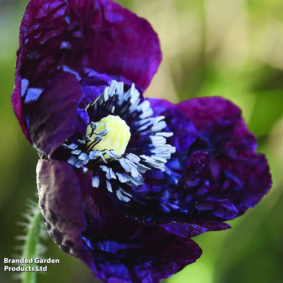 Poppy Black Peony 1 Seed Packet (500 seeds)