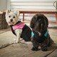 image 6 of Dog Puffer Jacket - Bunty Blue | XL