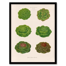 Ernst Benary Lettuce and Cabbage Varieties Framed Wall Art Picture Print A3