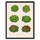 image 1 of Ernst Benary Lettuce and Cabbage Varieties Framed Wall Art Picture Print A3