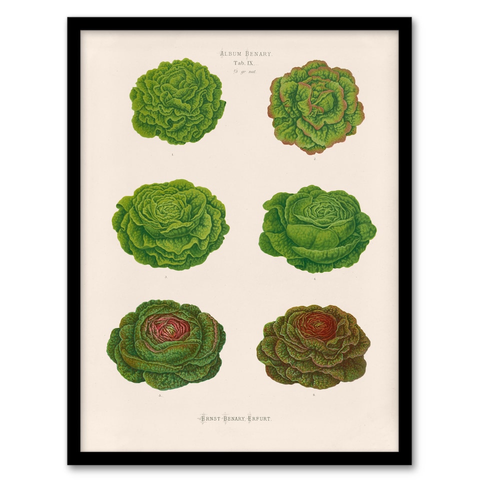 image 1 of Ernst Benary Lettuce and Cabbage Varieties Framed Wall Art Picture Print A3