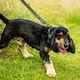 image 3 of Mountain Paws Extra Tough Olive Dog Collar | Green | Olive | L | 1
