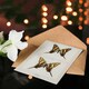 image 4 of Sherman Denton Art Card Papilio Ajax Butterfly Vintage Illustration