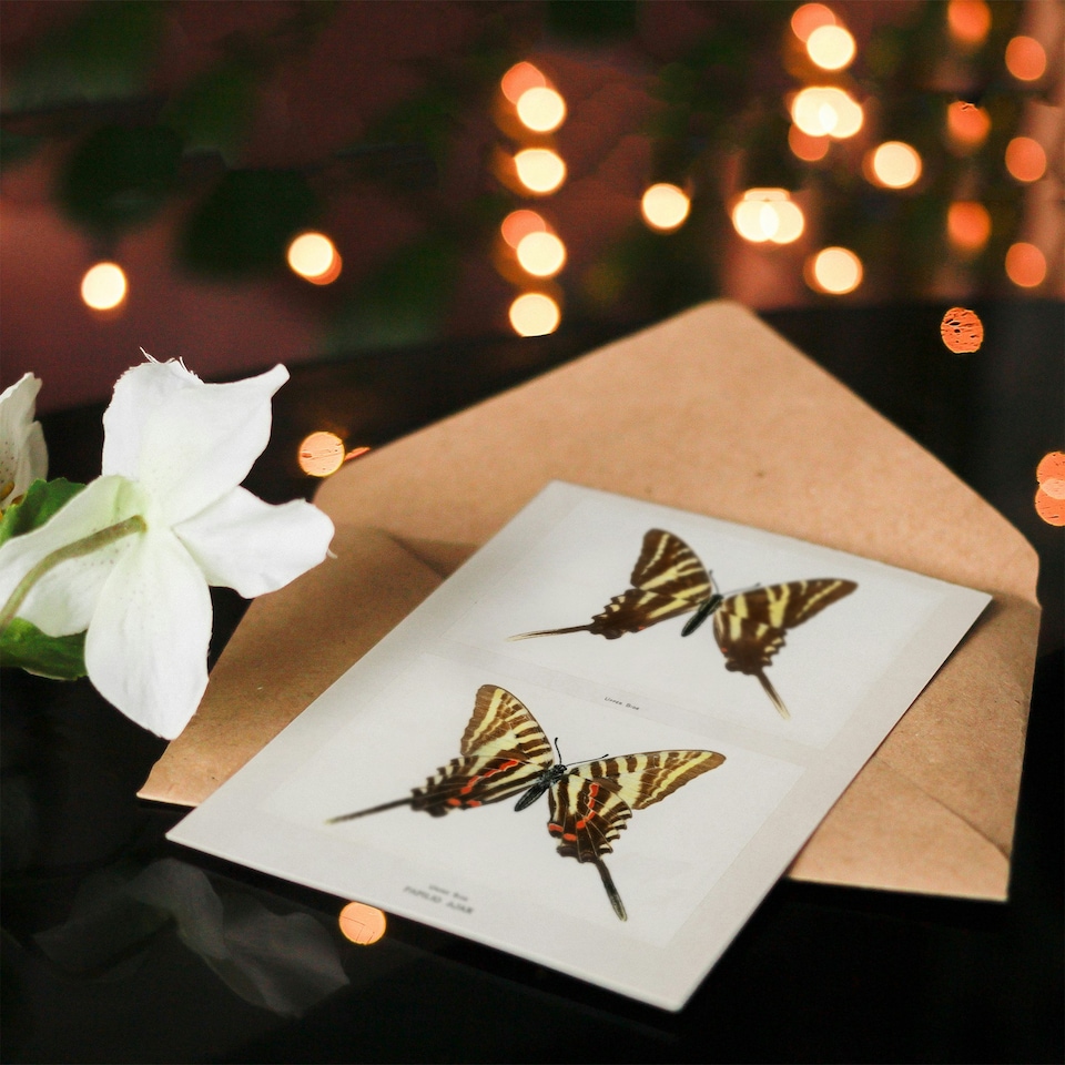 image 1 of Sherman Denton Art Card Papilio Ajax Butterfly Vintage Illustration