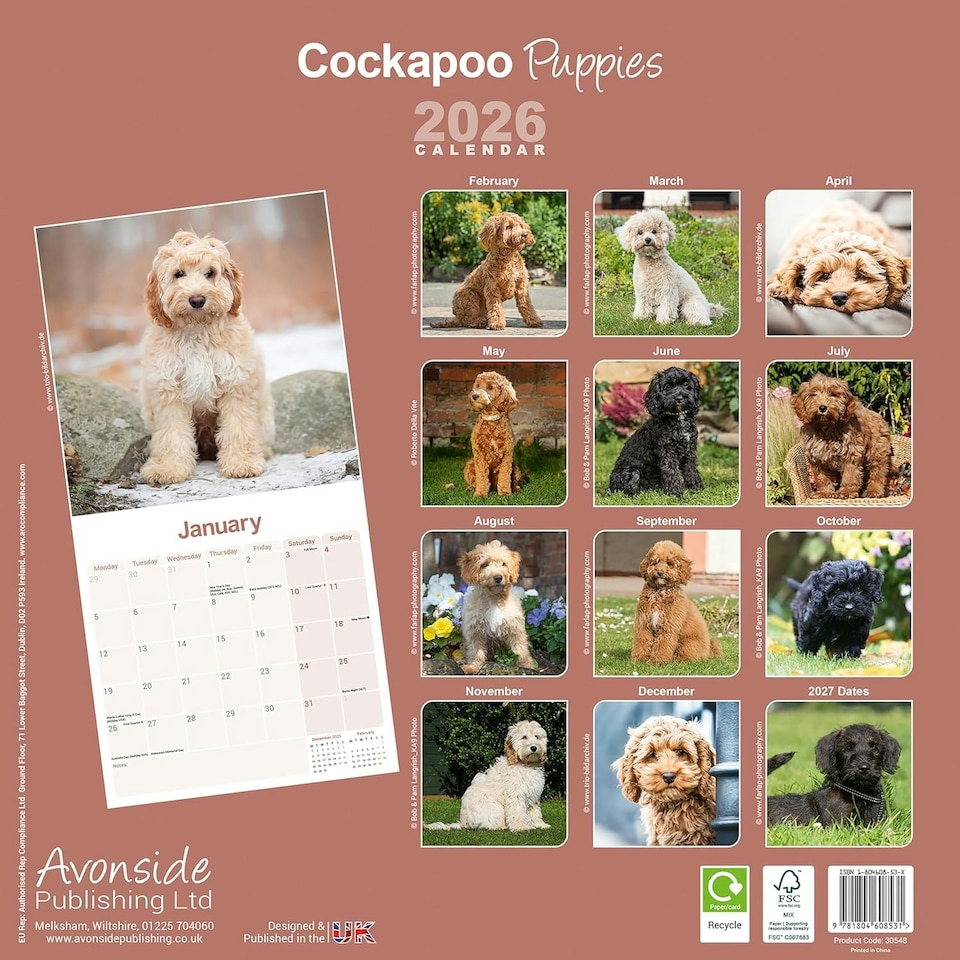 image 1 of Cockapoo Puppies 2026 Calendar | Square Wall Calendar | Dog Breed Gift | Plastic Free Packaging | by Avonside Publishing