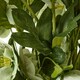 image 3 of Large Hellebore in Pot - Plastic - L52 x W52 x H85 cm - Green/Taupe