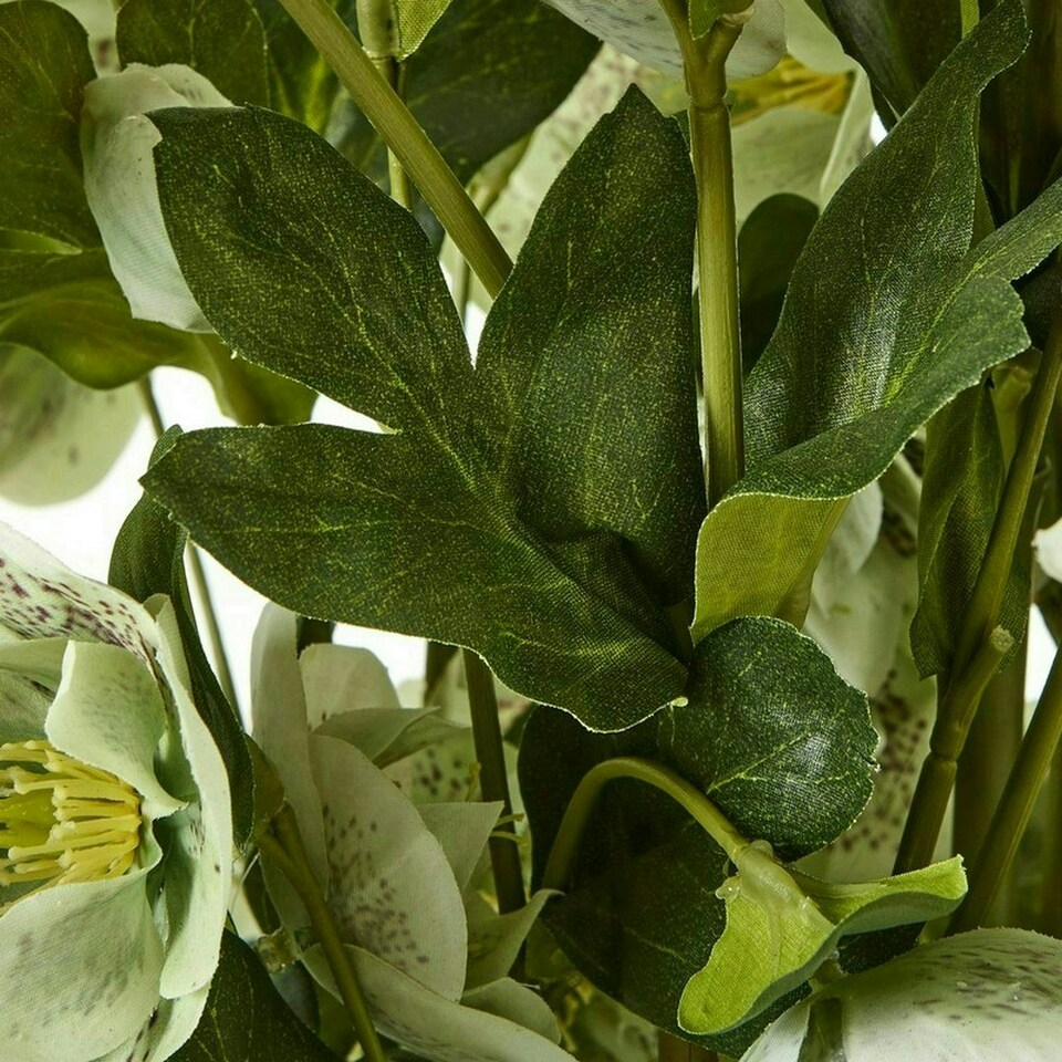 image 1 of Large Hellebore in Pot - Plastic - L52 x W52 x H85 cm - Green/Taupe