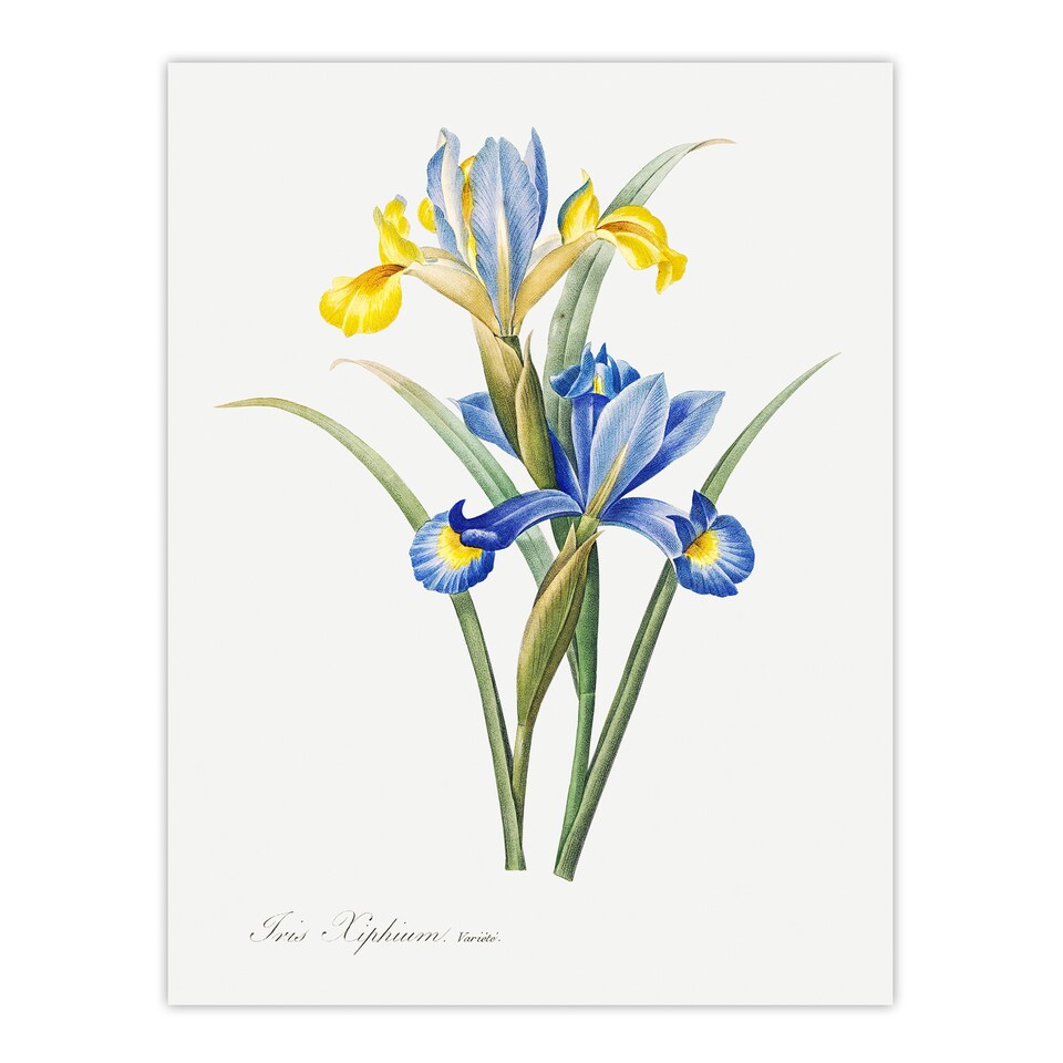 image 1 of Spanish iris Botanical Redoute Vintage Huge Wall Art Poster Print 24X32"
