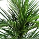 image 2 of Areca Palm Artificial Tree 130cm  - Realistic plant by Botanik Green | One Size