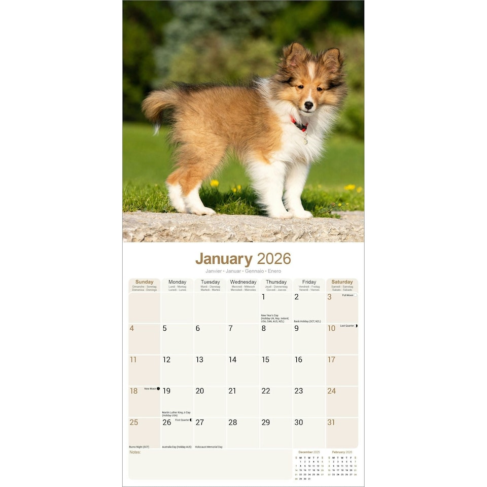 image 1 of Shetland Sheepdog 2026 Calendar | Square Wall Calendar | Dog Breed Gift | Plastic Free Packaging | by Avonside Publishing