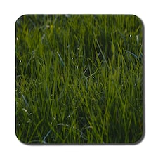 Fresh green grass background, natural grass (Coaster)