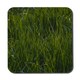 image 1 of Fresh green grass background, natural grass (Coaster)
