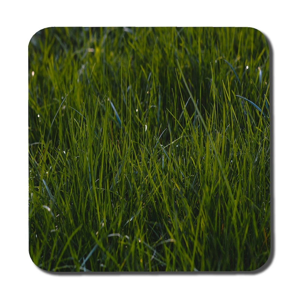 image 1 of Fresh green grass background, natural grass (Coaster)