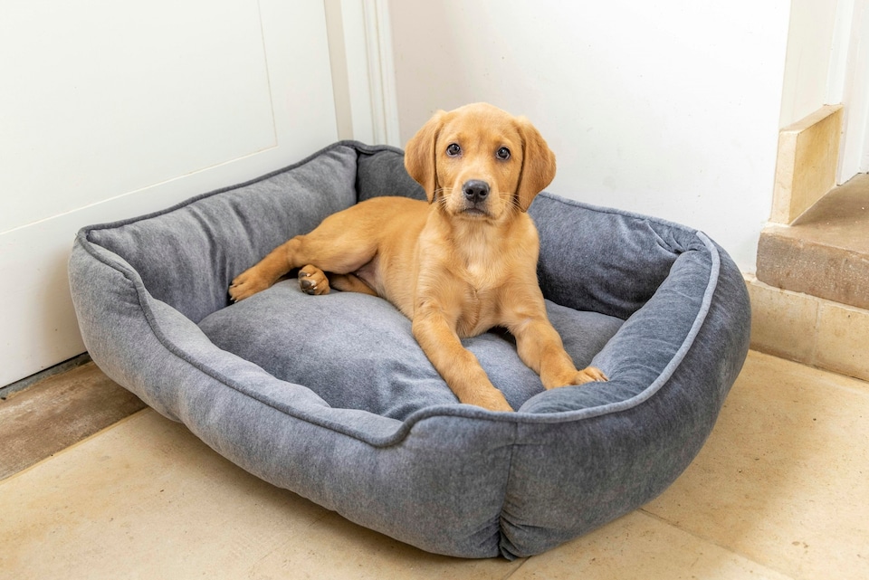 image 1 of Grey Velvet Square Bed - Large