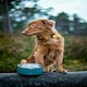image 5 of Orbiloc Dual Flashing/Solid Safety LED Light for Dogs - Yellow - One Size