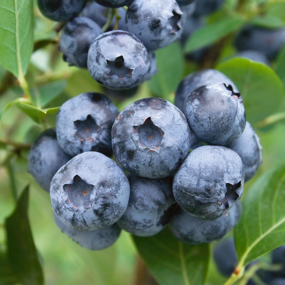 image 1 of Marshalls Garden Blueberry 'Bluecrop' 1 x 1.5L Plant | Blue | Blue | 10