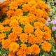 image 3 of Carbeth Plants Marigold Bedding Plants - 6 Pack French Orange Bedding Plant
