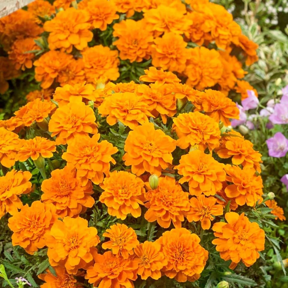 image 1 of Carbeth Plants Marigold Bedding Plants - 6 Pack French Orange Bedding Plant