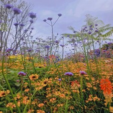The Prairie Style Border Selection Established in Large 3 Litre Pots By Direct Plants Pack of 18
