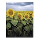 image 1 of A Kansas sunflower field up close Highsmith Huge Wall Art Print 18X24 In
