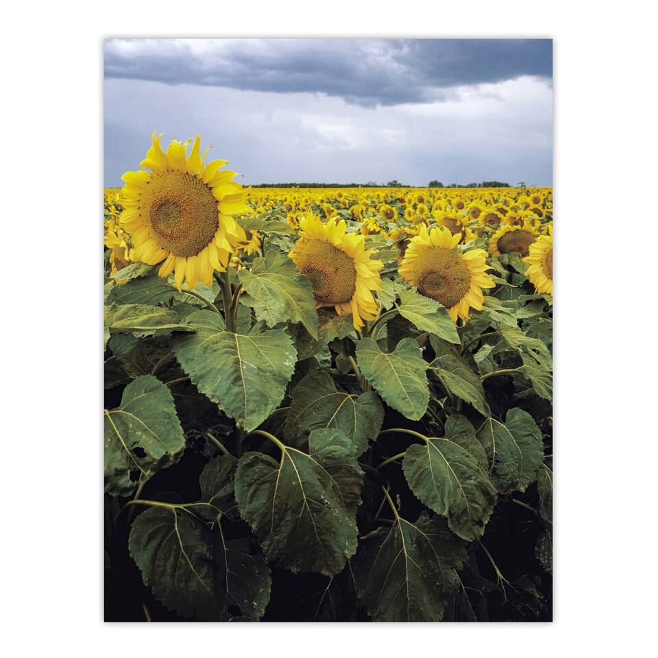 image 1 of A Kansas sunflower field up close Highsmith Huge Wall Art Print 18X24 In